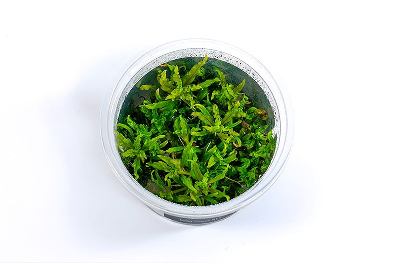 Pogostemon helferi in vitro kubek 6cm Aqua Art.jpg